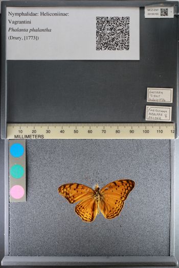 Media type: image;   Entomology 195165